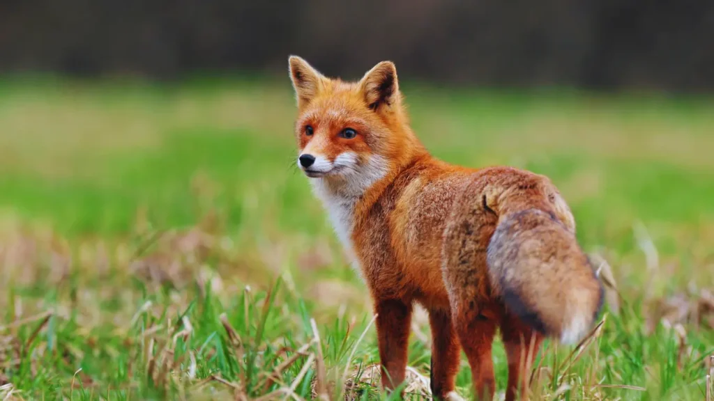 Spiritual Meaning of Fox