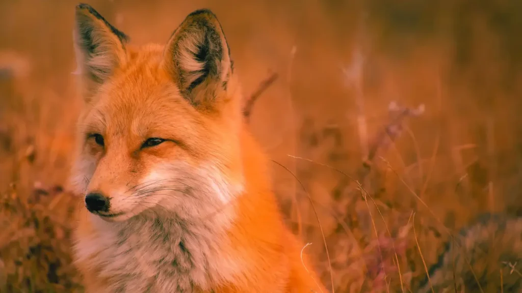 Red Fox Mean