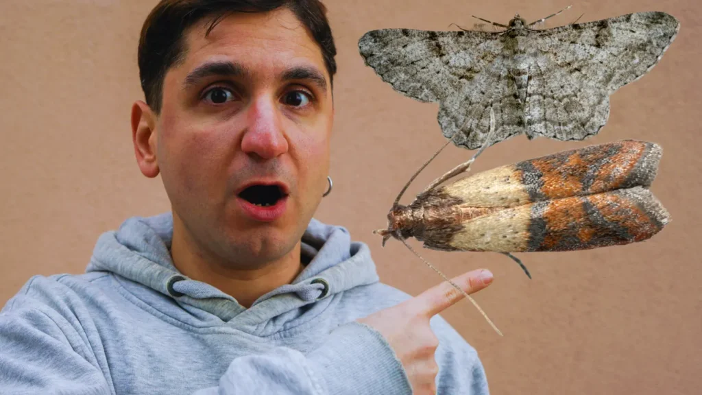 Spiritual Meaning of Moths