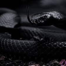  Big Black Snake