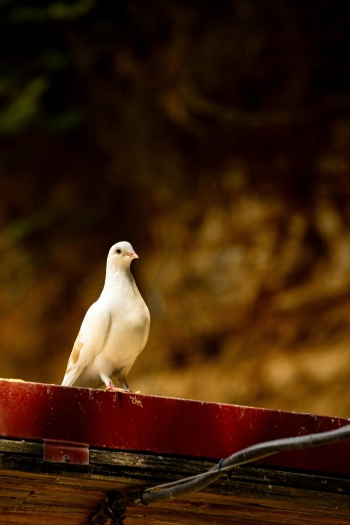 Spiritual Symbolism of the White Dove