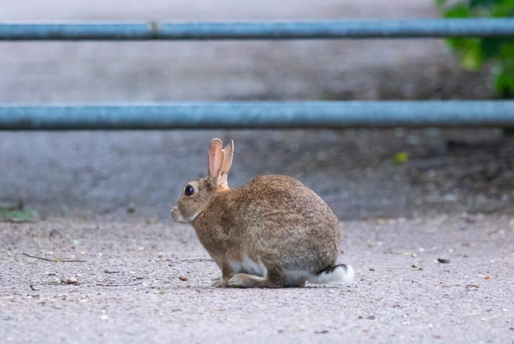 Spiritual Meaning of a Brown Rabbit Crossing Your Path